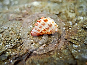 Macro photo of a small shell on a brown rock.