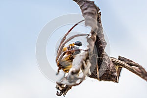 Macro photo of a small spider