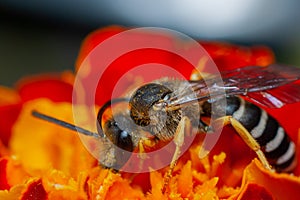 Macro photo of a small wasp on a blossomed red flower