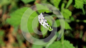 Macro photo of small white flowers in bloom