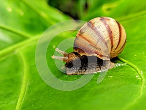 Macro photo of the snail Bekicot Lissachatina Fulica just coming out of its shell