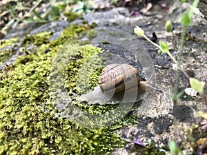 Macro photo of a snail crawling on a stone covered with moss, and leaves a trail of slime