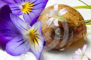 A macro photo of a snail among the flowers.