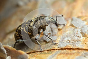 Snout beetle, Hylobius abietis, macro photo photo