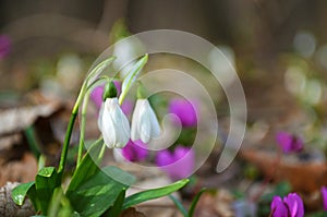 Macro photo of Snowdrop flowers on forest floor , end of winter photo