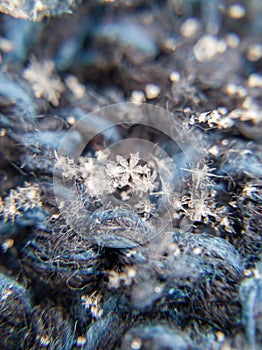 Macro photo of a snowflake