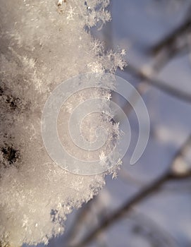 Macro photo of snowflakes crystals on thin branches of a tree. Natural winter white and blue background. Snow on a sunny day