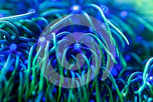 Macro photo of the soft coral Pachyclavularia viridis