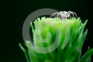 Macro photo, Spider, Araneae, Arachnida photo