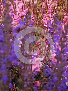 Macro photo of a spike-like inflorescence of pink flowers of Gaura lindheimeri `Geyser pink` blurred the foreground and background