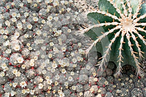 Macro photo of spiky and fluffy cactus, cactaceae or cacti