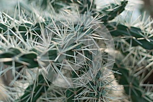 Macro photo of spiky and fluffy cactus, cactaceae or cacti