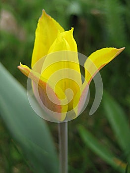 Macro photo of spring flower bright yellow Tulip on a blurred background of garden plants