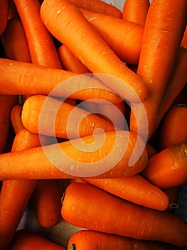 Macro photo spring food vegtable carrot. Texture background of fresh large orange carrots. Product image vegetable root carrot.