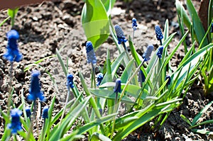 Macro photo of a spring plant flower Muscari armeniacum. Background purple flowers muscari with green leaves. Muscari blue wild