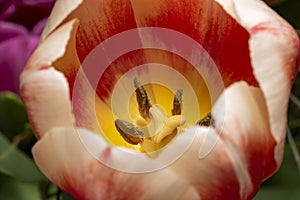 Macro photo of the stamen and pistil of a tulip flower