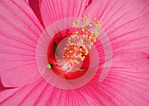 Macro photo of the stamens and pistil of a pink hibiscus flower