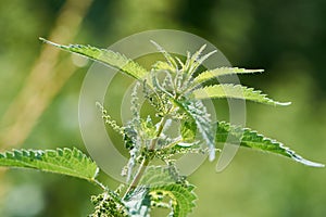 Macro photo of a stinging nettle in the sunshine