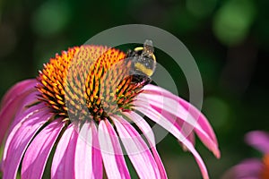 Macro photo of striped bumble bee collecting pollen on purple coneflower.  Sunlit blossoming