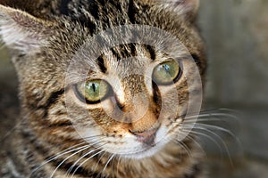 Macro photo of a striped cat