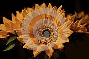 Sunflower portrait on black background