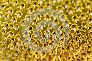 Macro photo of the texture in the middle of the sunflower. art and geometry in nature. fibonachi golden ratio