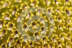 Macro photo of the texture in the middle of the sunflower. art and geometry in nature. fibonachi golden ratio