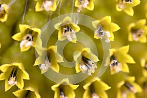 Macro photo of the texture in the middle of the sunflower. art and geometry in nature. fibonachi golden ratio