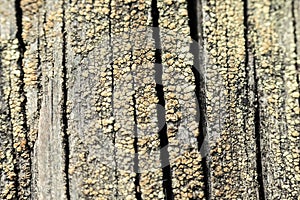 Macro photo of textured background of old grey faded boards covered with fungus and moss from old age