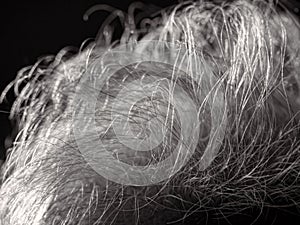 Macro photo of thinning and weakening hair strands of old person