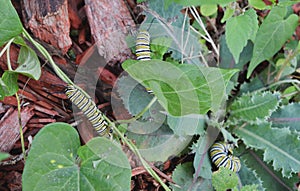 Macro photo of three monarch caterpillars outside on a green stem