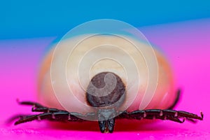 Macro photo of a tick Ixodes isolated