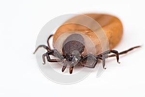 Macro photo of tick on white background isolated