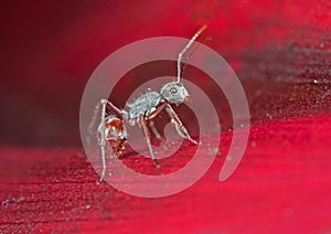 Macro Photo of Tiny Ant on Red Petal of Flower