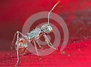 Macro Photo of Tiny Ant on Red Petal of Flower