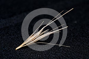 Macro photo of a tiny arrowheads of the foxtail grass. When a dog enters my consulting room shaking its head or licking its paw