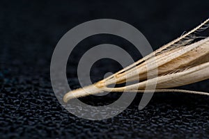 Macro photo of a tiny arrowheads of the foxtail grass. When a dog enters my consulting room shaking its head or licking its paw