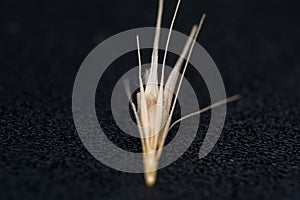 Macro photo of a tiny arrowheads of the foxtail grass. When a dog enters my consulting room shaking its head or licking its paw photo