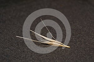 Macro photo of a tiny arrowheads of the foxtail grass. When a dog enters my consulting room shaking its head or licking its paw photo