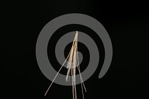 Macro photo of a tiny arrowheads of the foxtail grass. When a dog enters my consulting room shaking its head or licking its paw