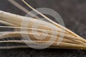 Macro photo of a tiny arrowheads of the foxtail grass. When a dog enters my consulting room shaking its head or licking its paw
