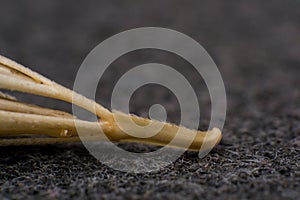 Macro photo of a tiny arrowheads of the foxtail grass. When a dog enters my consulting room shaking its head or licking its paw photo