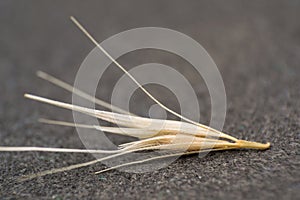 Macro photo of a tiny arrowheads of the foxtail grass. When a dog enters my consulting room shaking its head or licking its paw