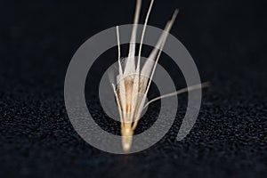 Macro photo of a tiny arrowheads of the foxtail grass. When a dog enters my consulting room shaking its head or licking its paw