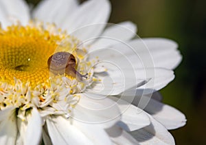 Macro photo of tiny baby brown snail sitting on the petal of camomile on sunny day after rain photo