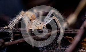 A Macro photo of a tiny spider