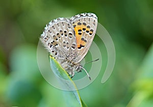 Tomares desinens butterfly on green leaf , butterflies of Iran photo