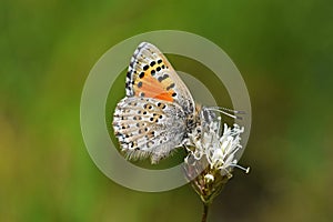 Tomares desinens butterfly on flower , butterflies of Iran photo