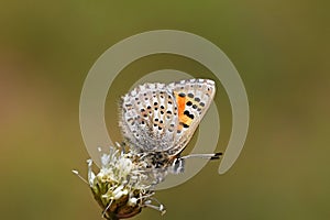 Tomares desinens butterfly on flower , butterflies of Iran photo