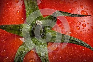 Macro photo of tomato with water droplets on plant